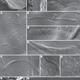 Illustration for article titled Worlds Oldest Sperm Found in a 50-Million-Year-Old Antarctic Cocoon